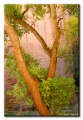 Cottonwood near Echo Park, Dinosaru National Monument
