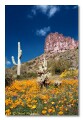 Saguaro and poppies, Superstition Mountains Arizona