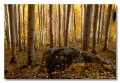 Aspen ambiance, Freeman Lake, Colorado