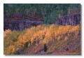 Aspens and oakbrush, Black Canyon, Colorado