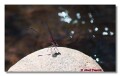 Damsel fly, cherry creek Arizona
