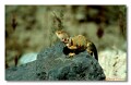 Collared Lizard, Arizona