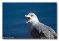 Gull, Rooselvelt lake, Arizona