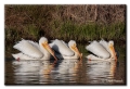 White Pelicans, Craig, Colorado