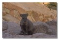 Javelina, (pecarri) Globe Arizona