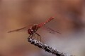 Dragon Fly, Arizona