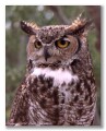 Great Horned Owl, Tucson Arizona