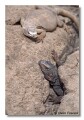 Chuckwalla lizards Tucson Arizona