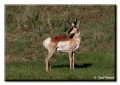 Pronghorn, Craig, Colorado