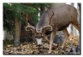 Mule Deer Buck 2, Kebler Pass, Colorado