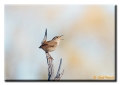 Marsh Wren, Craig, Colorado