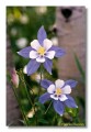 Columbines, Colorado