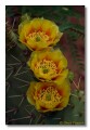 Prickley Pear, Arizona