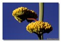 Agave Blooms, Arizona