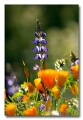 Poppies and lupine, Picacho Peak, Arizona