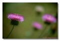Thistle, Arizona