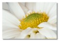 Daisy Flower, Arizona