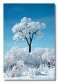 Frosy cottonwood, colorado