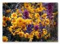 Brittlebush, lupine, owls clover, Arizona